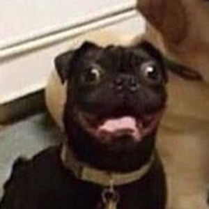 Meet your Posher, Riley